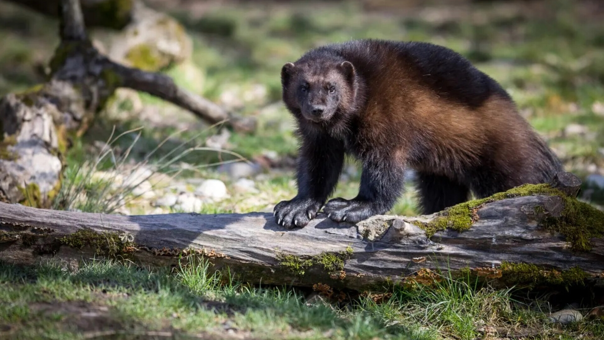 100 Years Ago, The Last Wolverine Disappeared From the Rockies But A ...