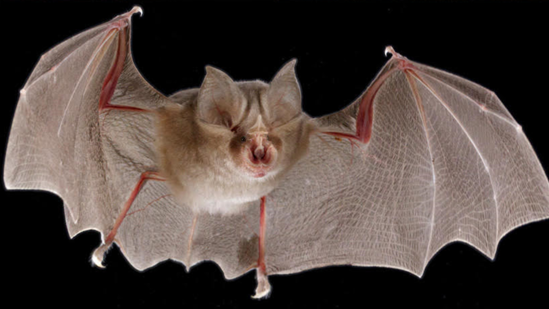 Africa Is Full Of Bats, But Their Fossils Are Scarce – Why These Rare ...