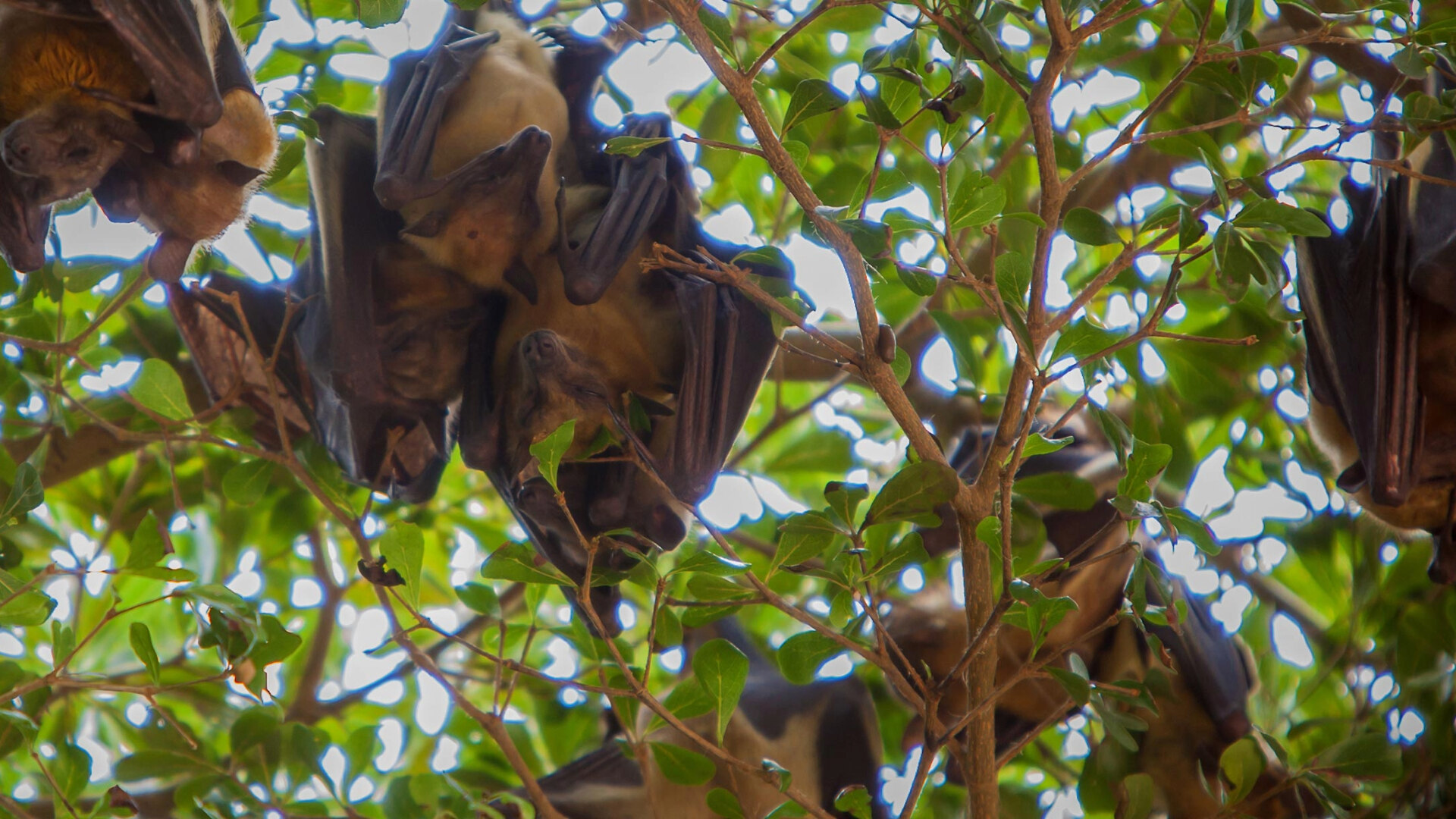 Africa Is Full Of Bats, But Their Fossils Are Scarce – Why These Rare ...