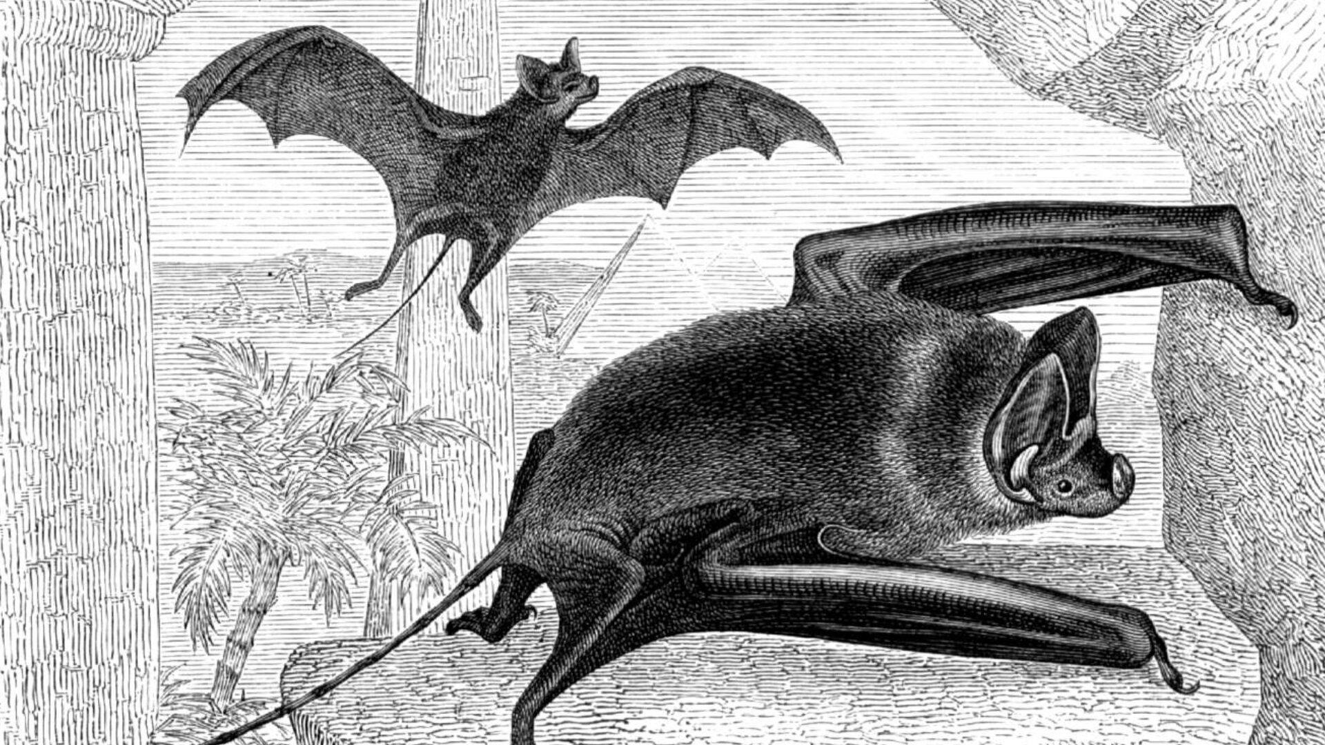 Africa Is Full Of Bats, But Their Fossils Are Scarce – Why These Rare ...