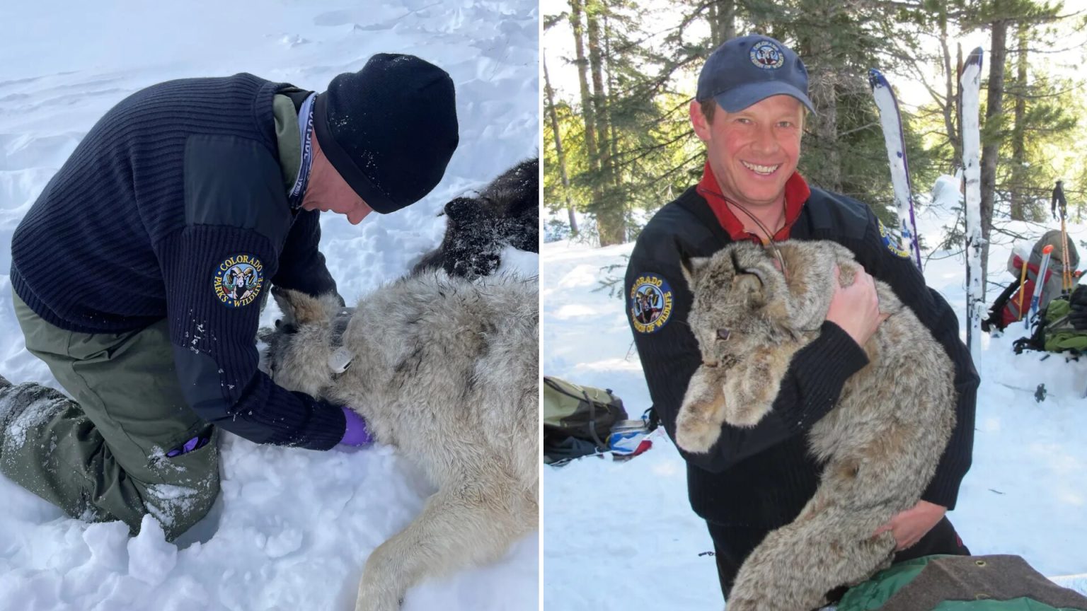 First Depredation In Colorado Since Gray Wolves Were Reintroduced Last ...