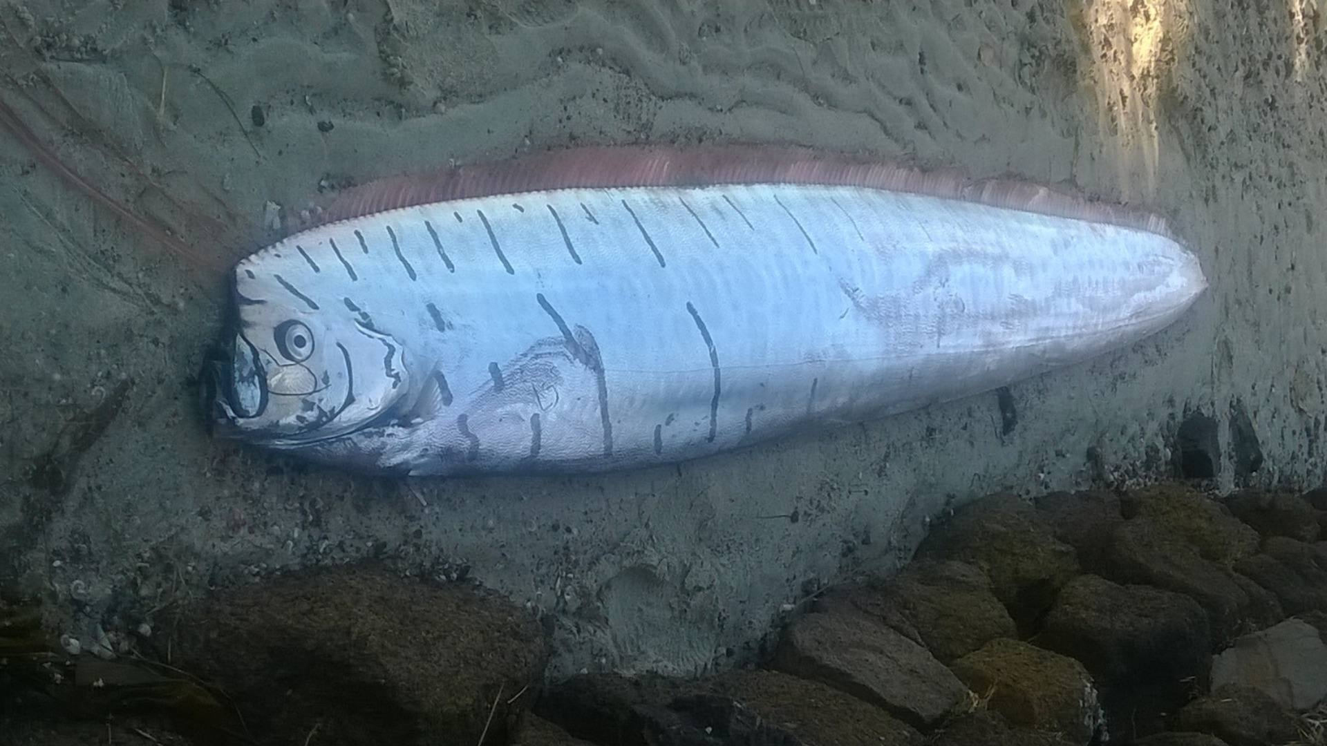 Strange ‘Doomsday Fish’ Captured Just Hours Before Devastating ...