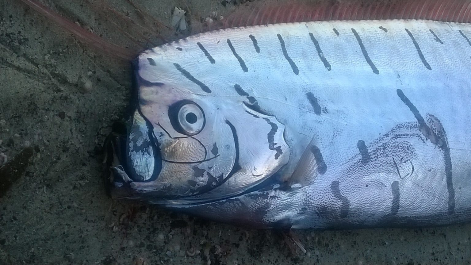 Strange ‘Doomsday Fish’ Captured Just Hours Before Devastating ...